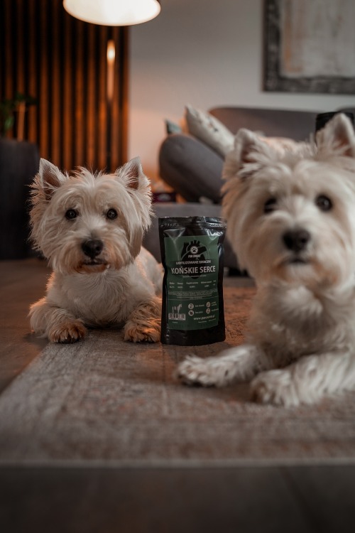 Pies serca końskie.jpeg